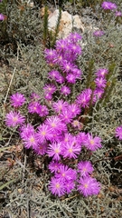 Lampranthus falcatus