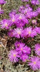 Lampranthus falcatus