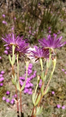 Lampranthus falcatus