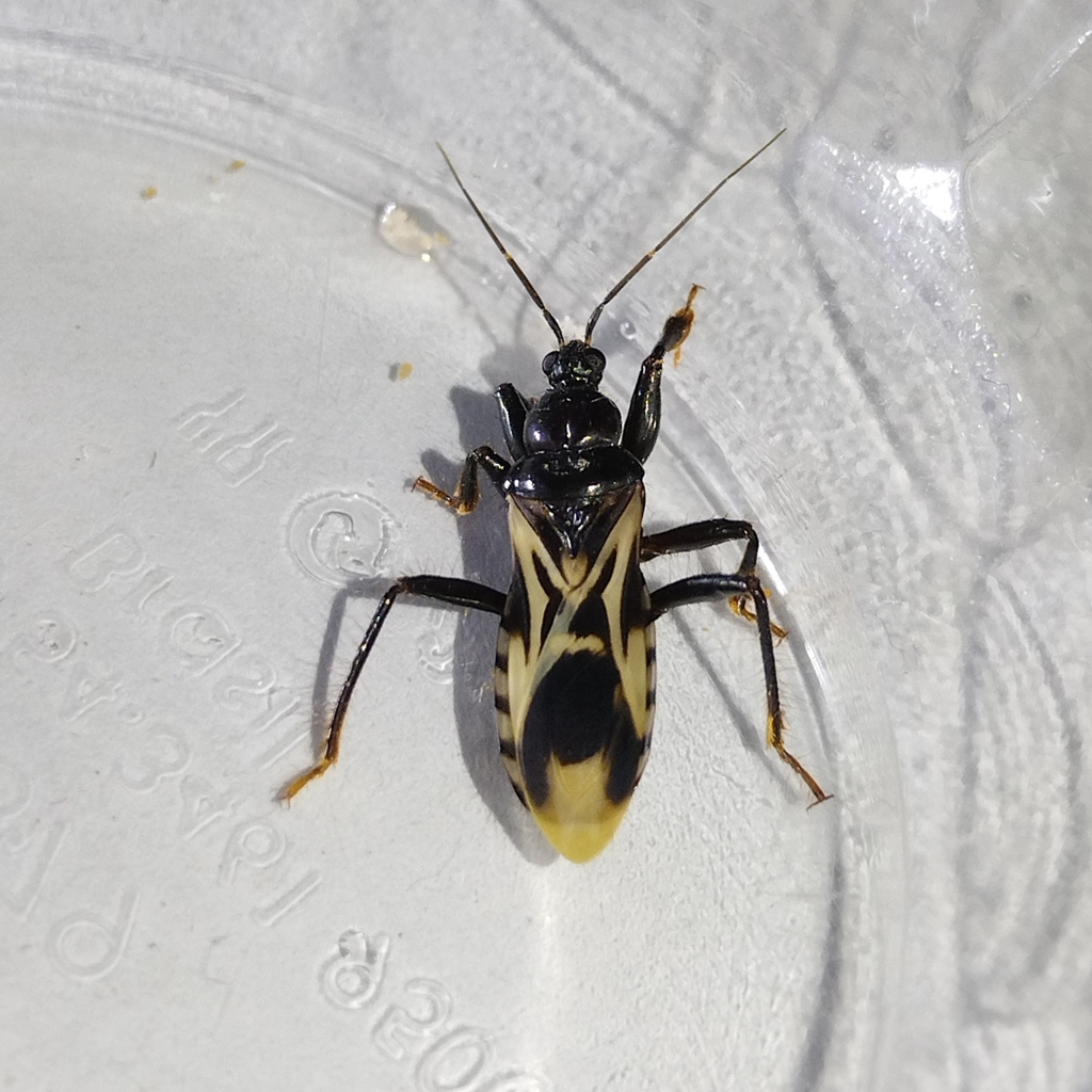 Rasahus albomaculatus