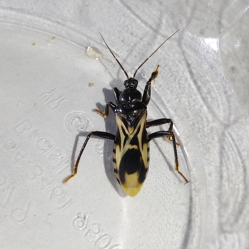 Rasahus albomaculatus