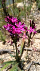 Thereianthus minutus