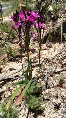 Thereianthus minutus