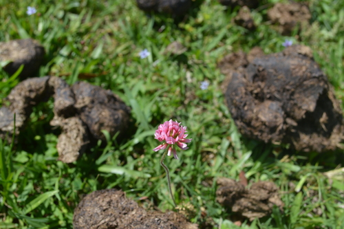 Image of Trifolium polymorphum by (c) mirmeleon, some rights reserved (CC BY)
