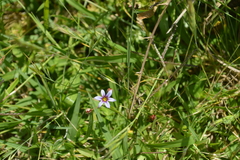 Sisyrinchium platense