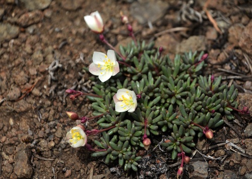 Okanogan fameflower (Phemeranthus sediformis)
