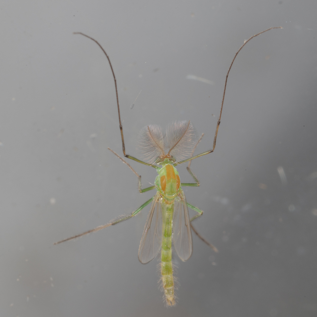 Midge