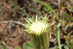 Gerbera piloselloides