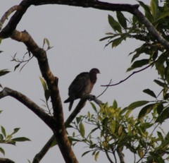 Patagioenas