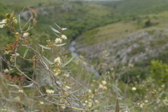 Blepharocalyx salicifolius