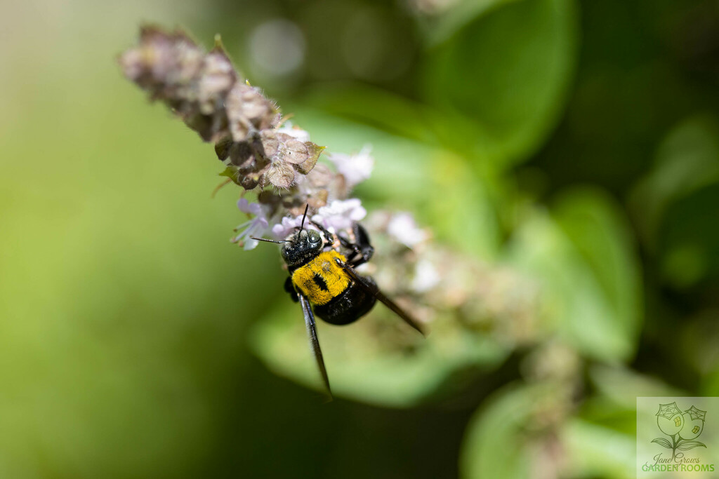 Xylocopa disconota