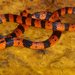Tuxtlan Coralsnake - Photo (c) Diego Arenas, some rights reserved (CC BY-NC), uploaded by Diego Arenas