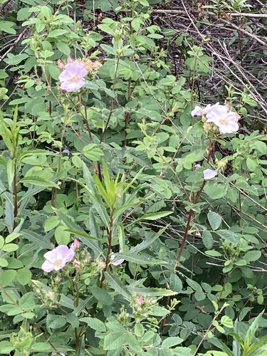 iNaturalist observation photo of California Wild Rose