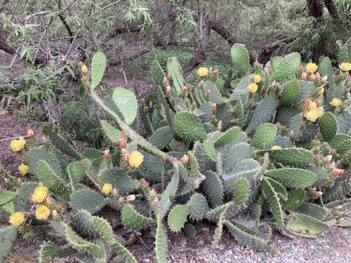 iNaturalist observation photo of Prickly Pears