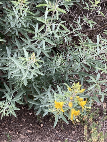 iNaturalist observation photo of Bladderpod