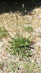 Plantago lanceolata