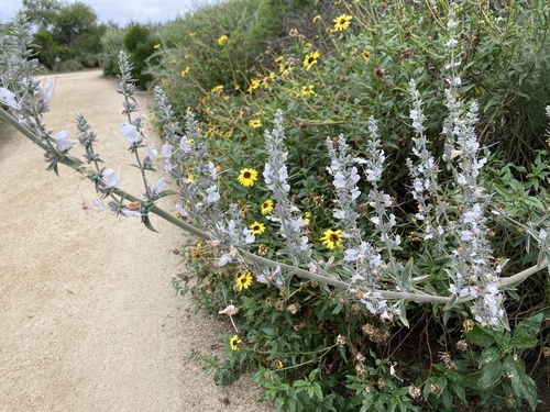 iNaturalist observation photo of white sage