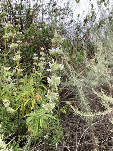 iNaturalist observation photo of black sage