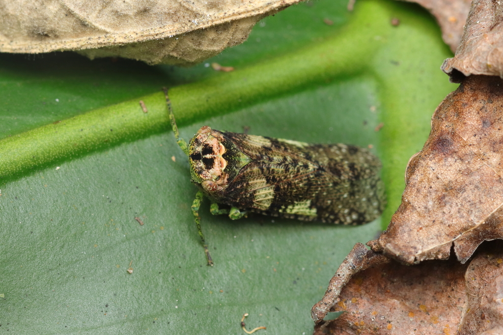 Calyptoproctus exsiccatus