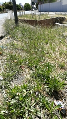 Plantago lanceolata
