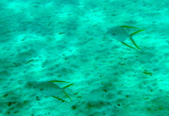 Trachinotus rhodopus