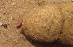 Jatropha erythropoda