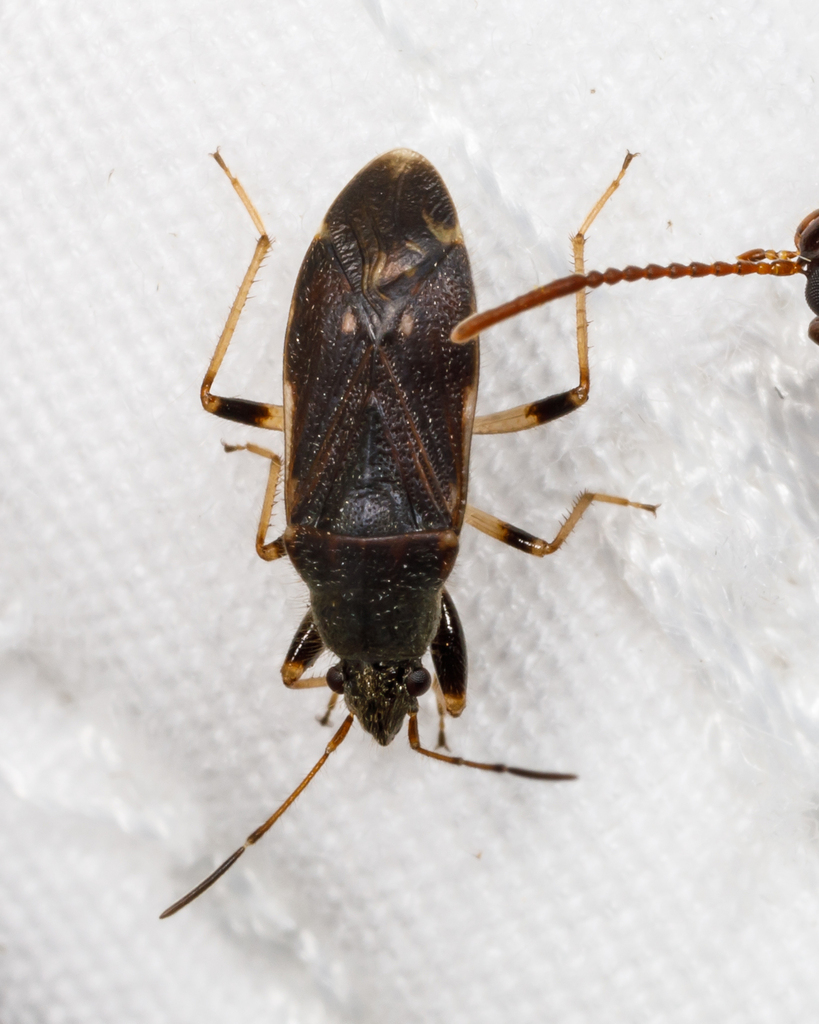 dirt-colored-seed-bugs-from-pjx2-gp6-katrakayalagunta-andhra-pradesh