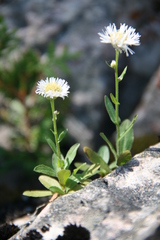 Erigeron philadelphicus provancheri