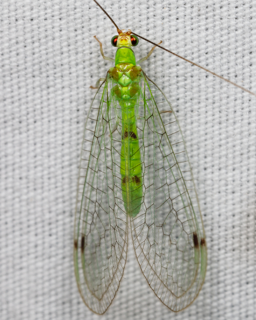 Leucochrysa explorata