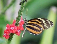 Heliconiini