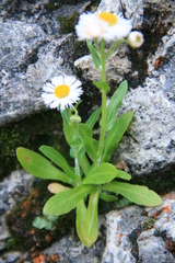 Erigeron philadelphicus provancheri
