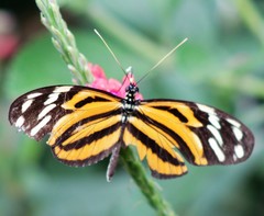 Heliconiini