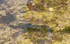 Giant Killifish photo 4