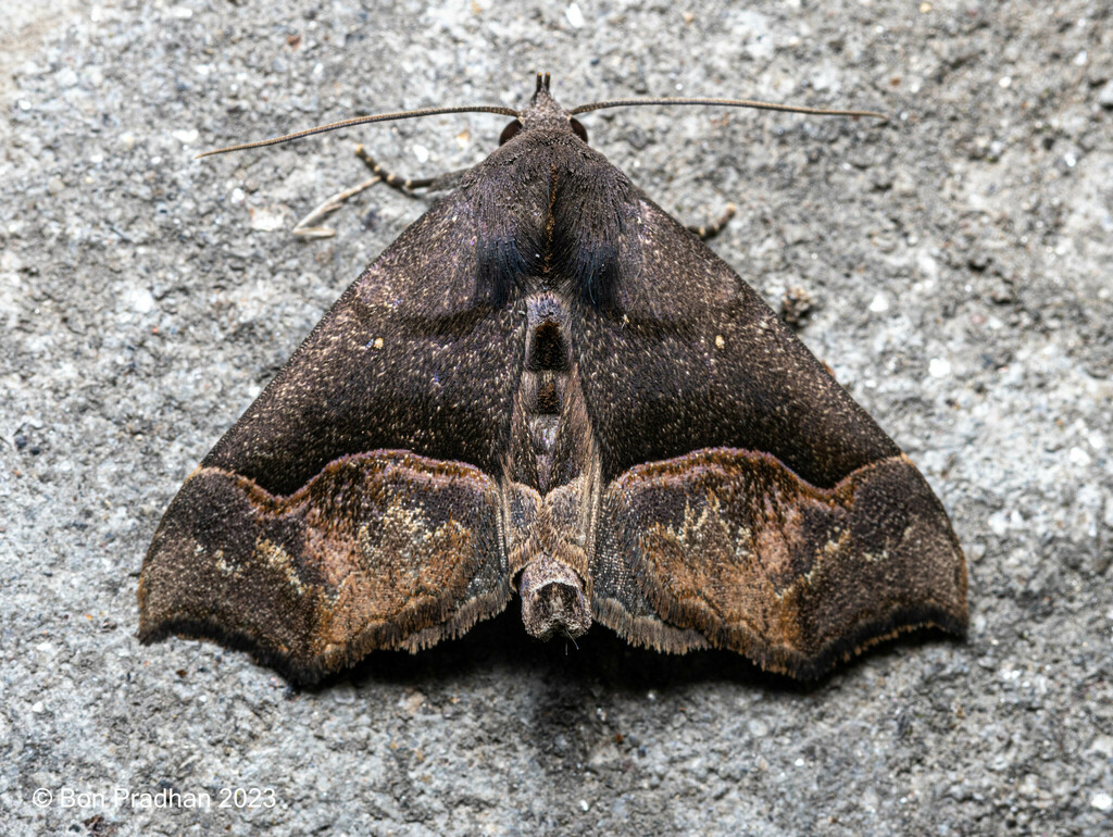 Thalatta melanogramma