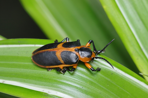 Mecistomela marginata