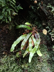 Notogrammitis pseudociliata