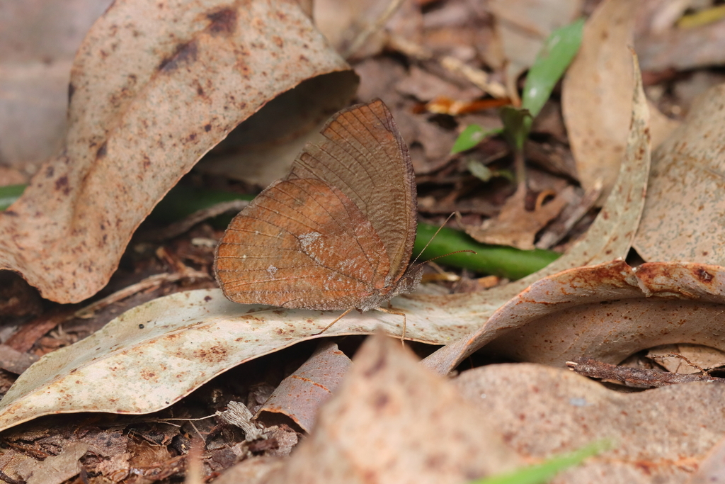 Godartiana muscosa