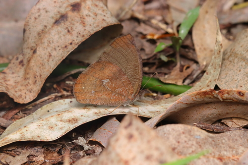 Godartiana muscosa