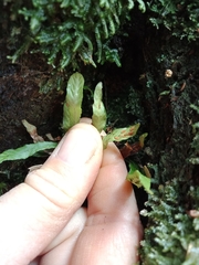Notogrammitis pseudociliata