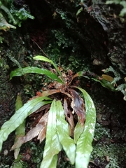 Notogrammitis pseudociliata