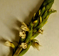 Cyclopogon