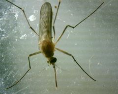 Culex pipiens