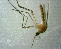 Culex pipiens