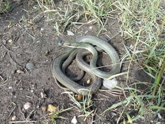 Masticophis schotti ruthveni