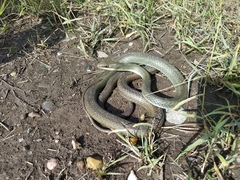 Masticophis schotti ruthveni