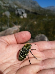 Julodinae