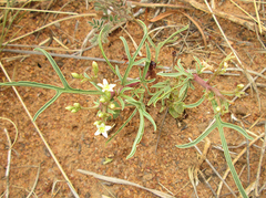 Jatropha erythropoda