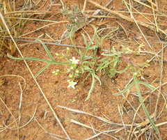 Jatropha erythropoda