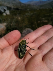 Julodinae