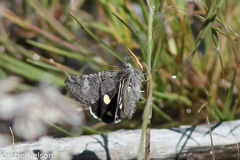 Litocala sexsignata